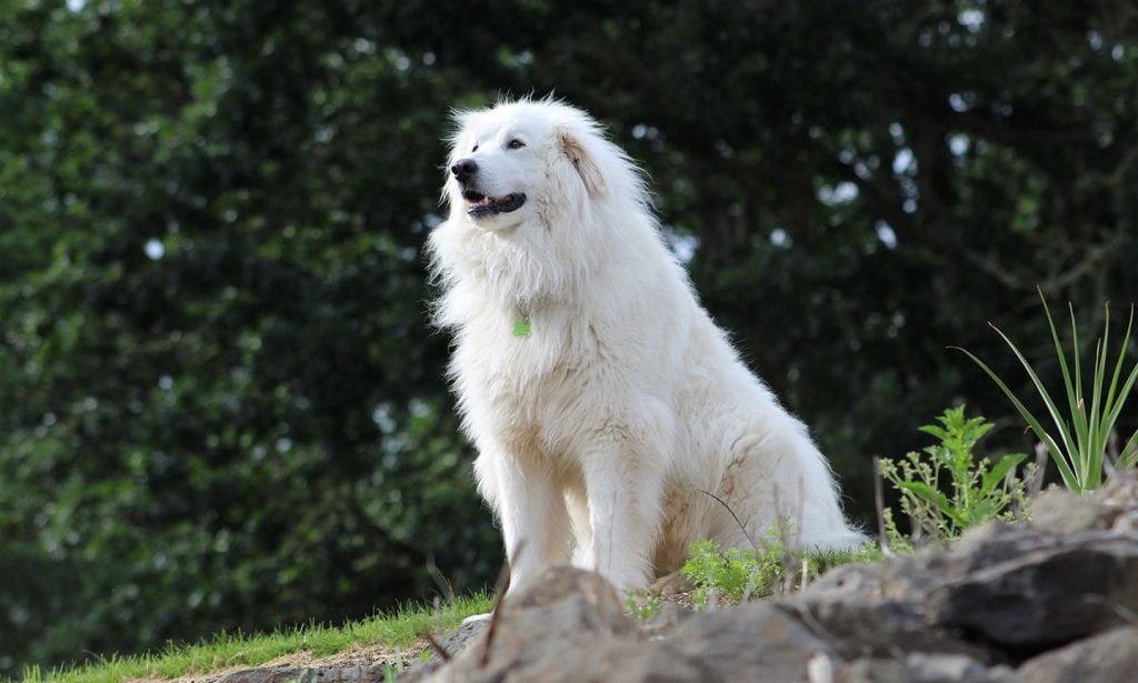 Great Pyrenees are the watchdog to patrol your domain. Get all the information about this pup in our guide.