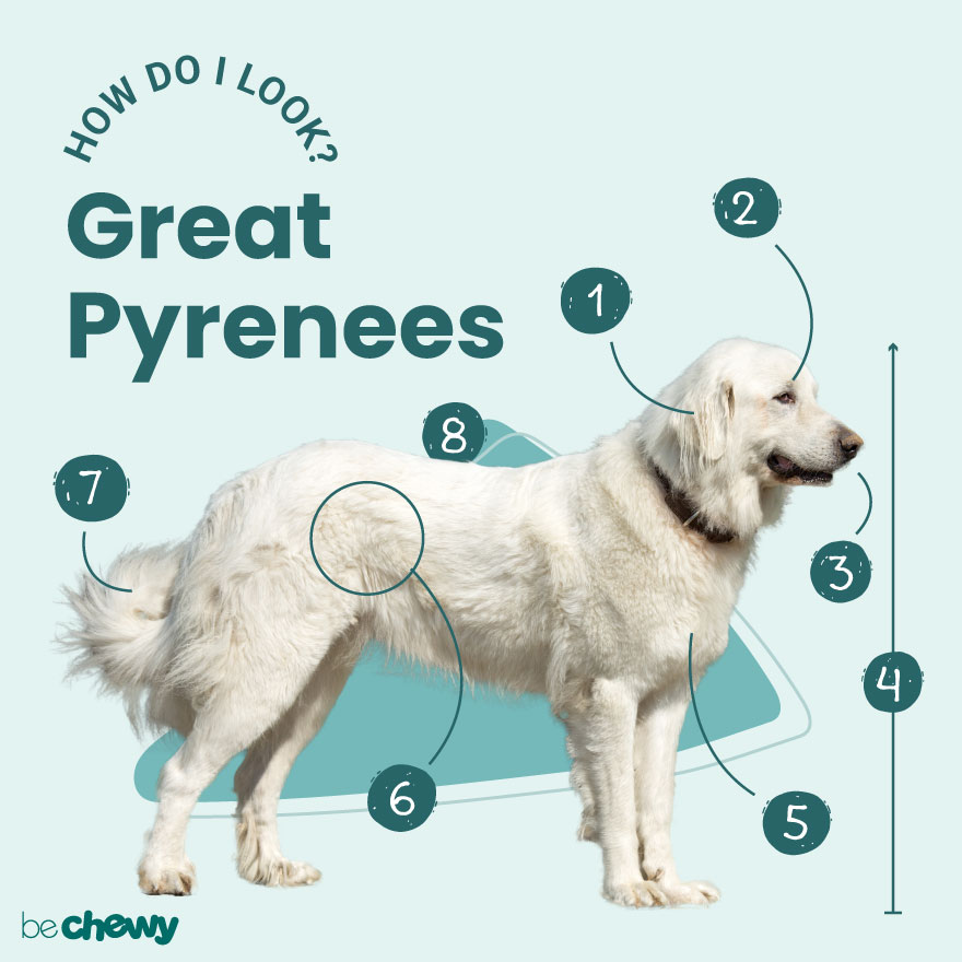 do great pyrenees pant a lot