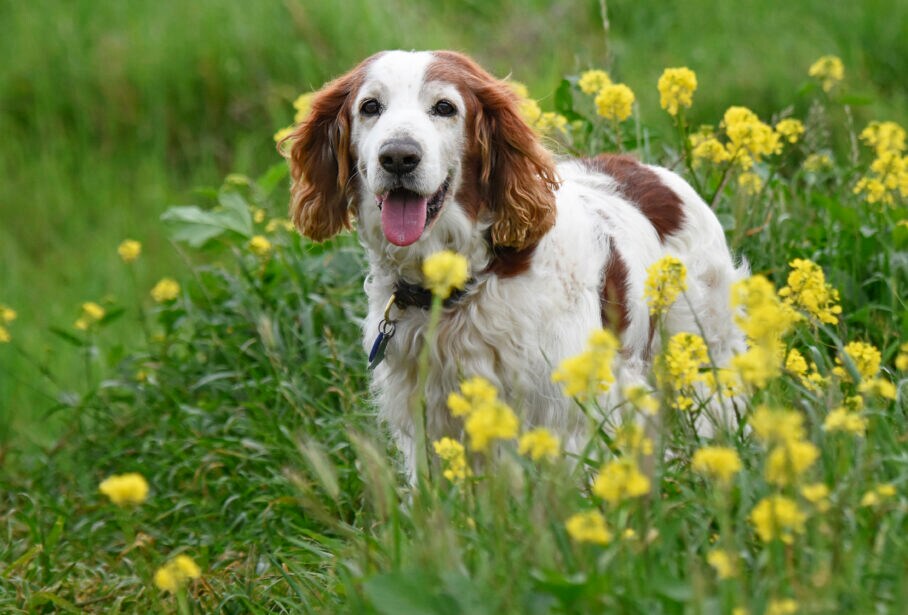 Welsh Springer Spaniel: Characteristics, Care & Photos | BeChewy