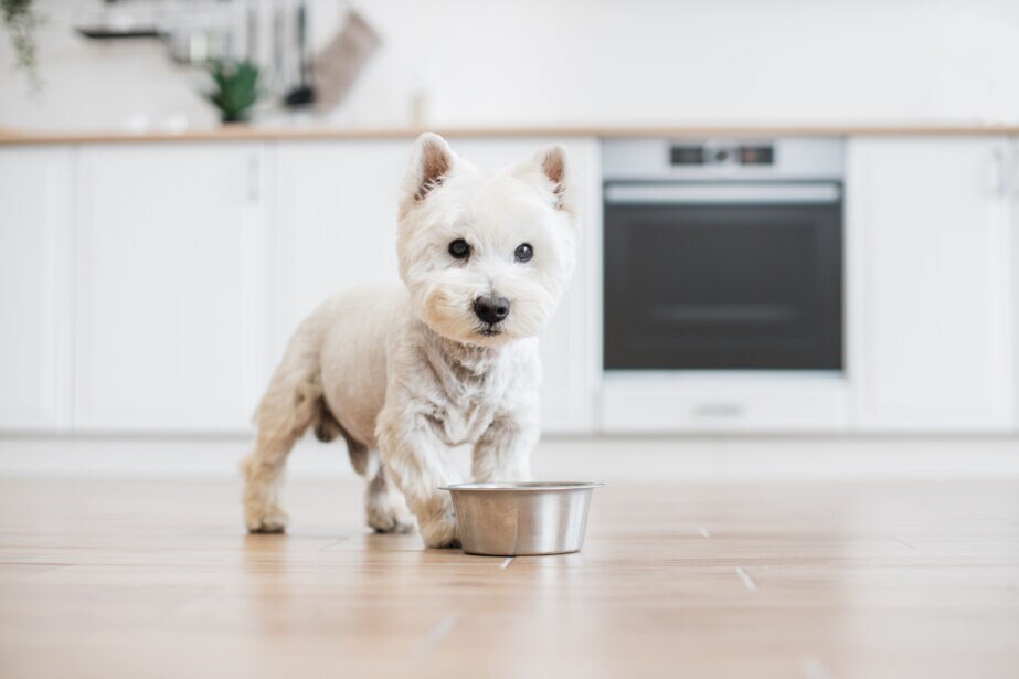 Westie apartment hot sale dog