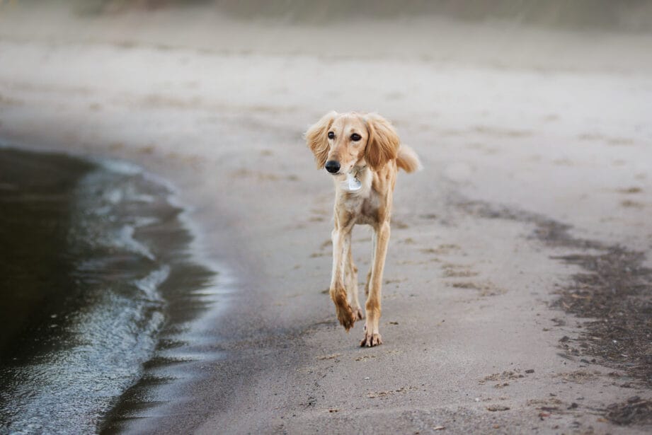 are saluki aggressive