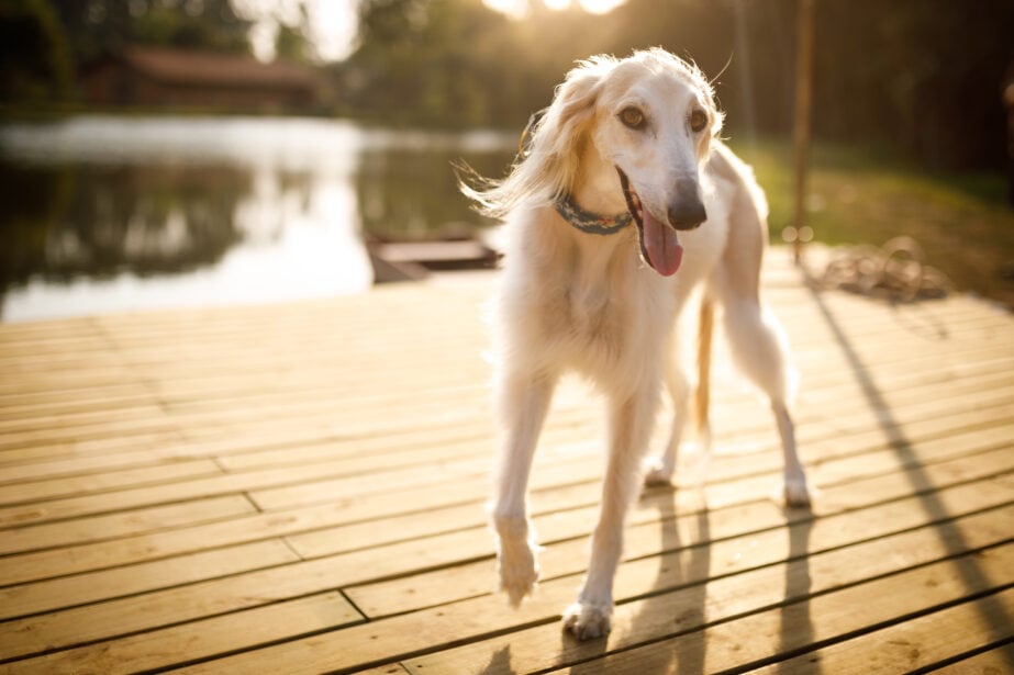 are saluki good with kids