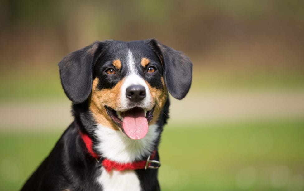 Entlebucher Mountain Dog Breed: Characteristics, Care & Photos | BeChewy