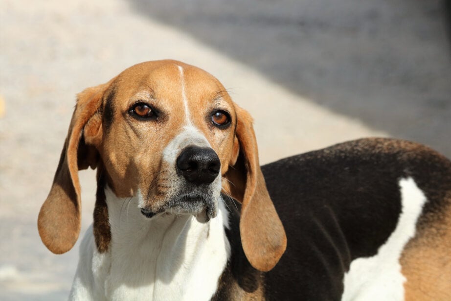 are american foxhounds friendly or dangerous to strangers