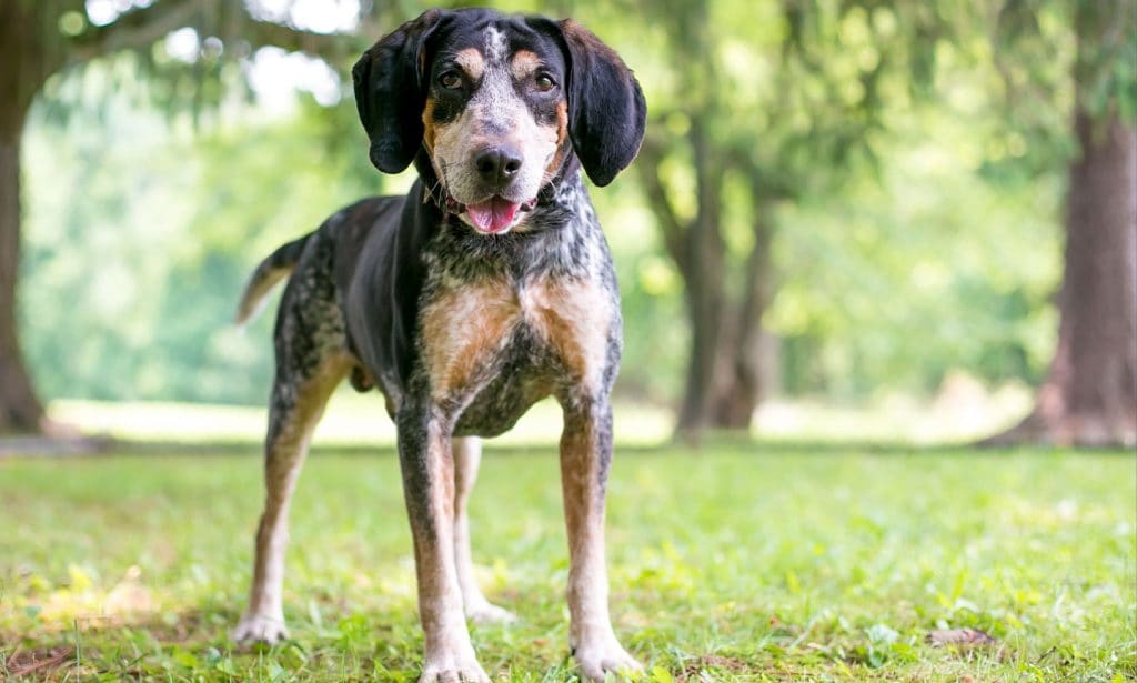 The Bluetick Coonhound's a friendly dog ready for outdoor adventures. See if this pup's a good match in our guide.