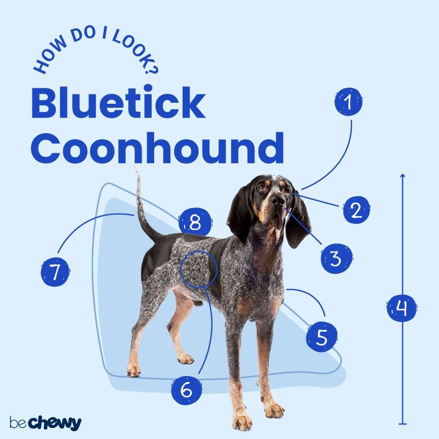 blue tick hound pitbull mix