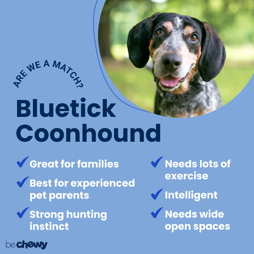 bluetick coonhound blue heeler mix