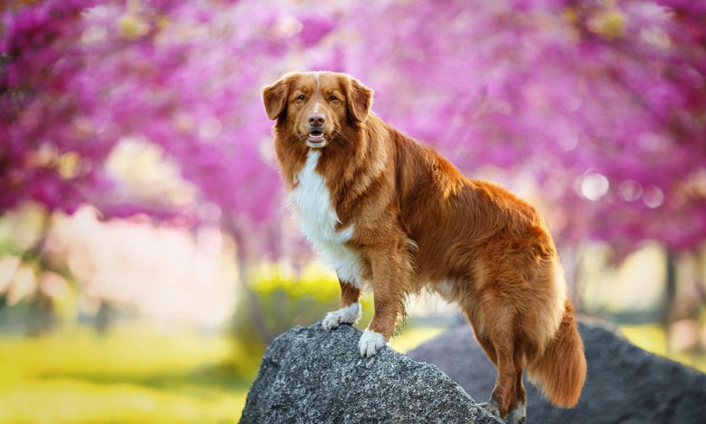 Discover if the Nova Scotia Duck Tolling Retriever is a good match for you in our guide.