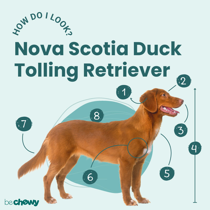 Nova Duck-Tolling Retriever Breed: Characteristics | BeChewy