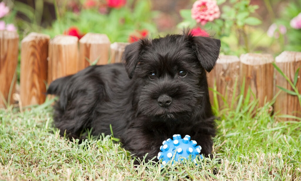Miniature Schnauzer Dog Breed: Information, Travelling & Tips