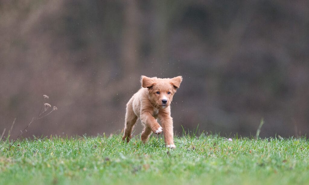 does the nova scotia duck tolling retriever love children