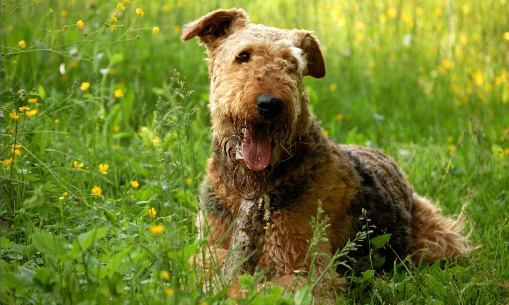 Thinking of raising an Airedale Terrier? These versatile dogs are a lot of fun! Find out if they're a good match for you.