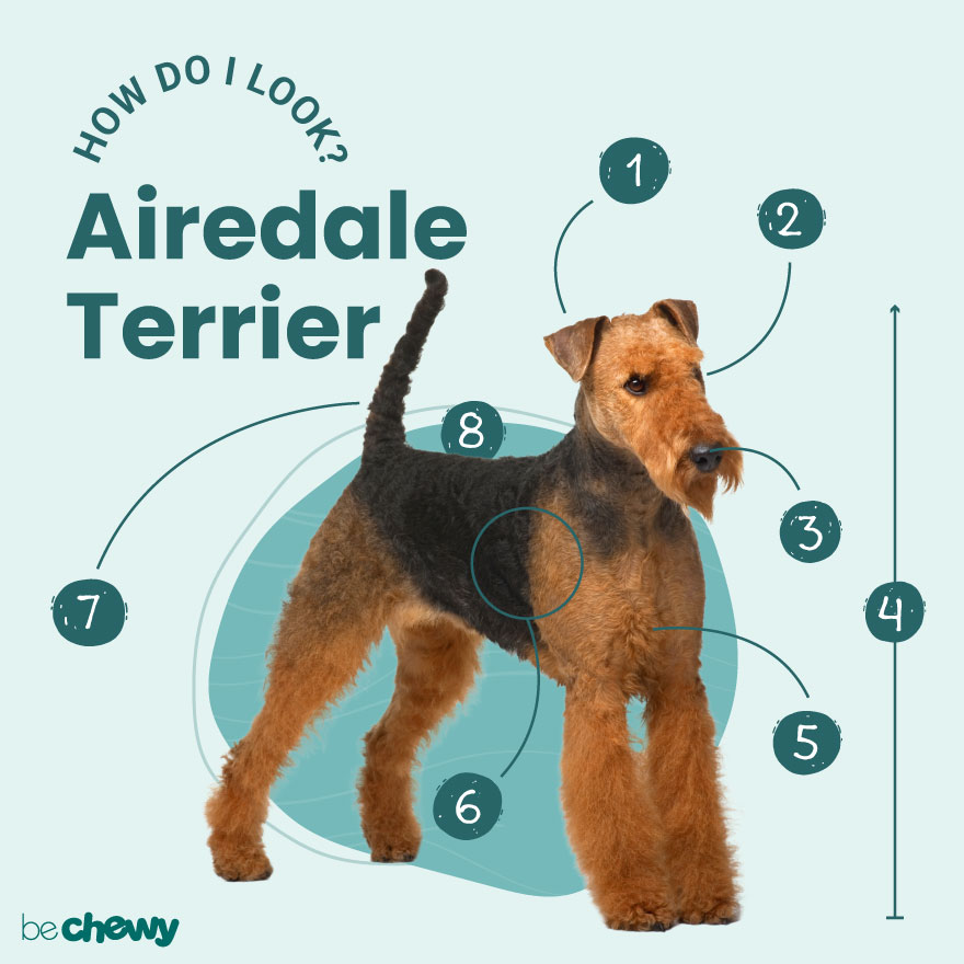 can a airedale terrier and a great dane be friends