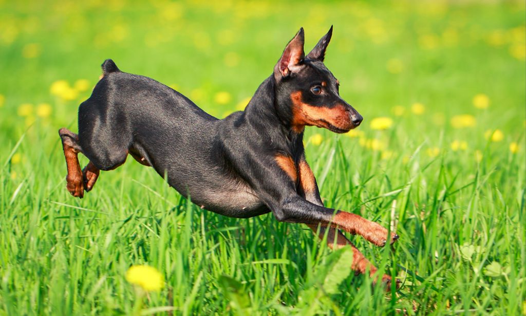 Get the facts about the Miniature Pinscher dog in our complete guide.