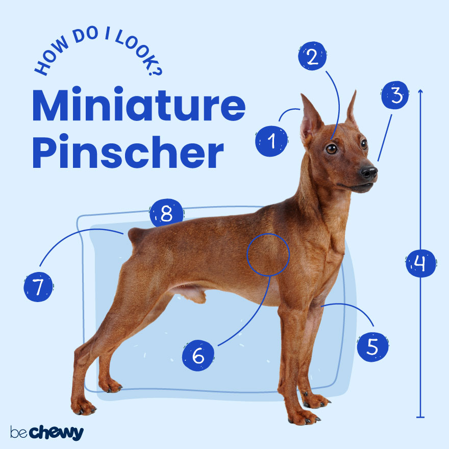 are miniature pinschers good for apartments