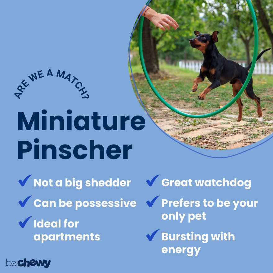 are miniature pinschers good for apartments
