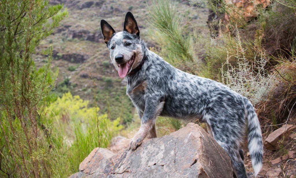 Get all the facts about the Blue Heeler (aka Australian Cattle Dog) and see if this dog's a good match for you. 