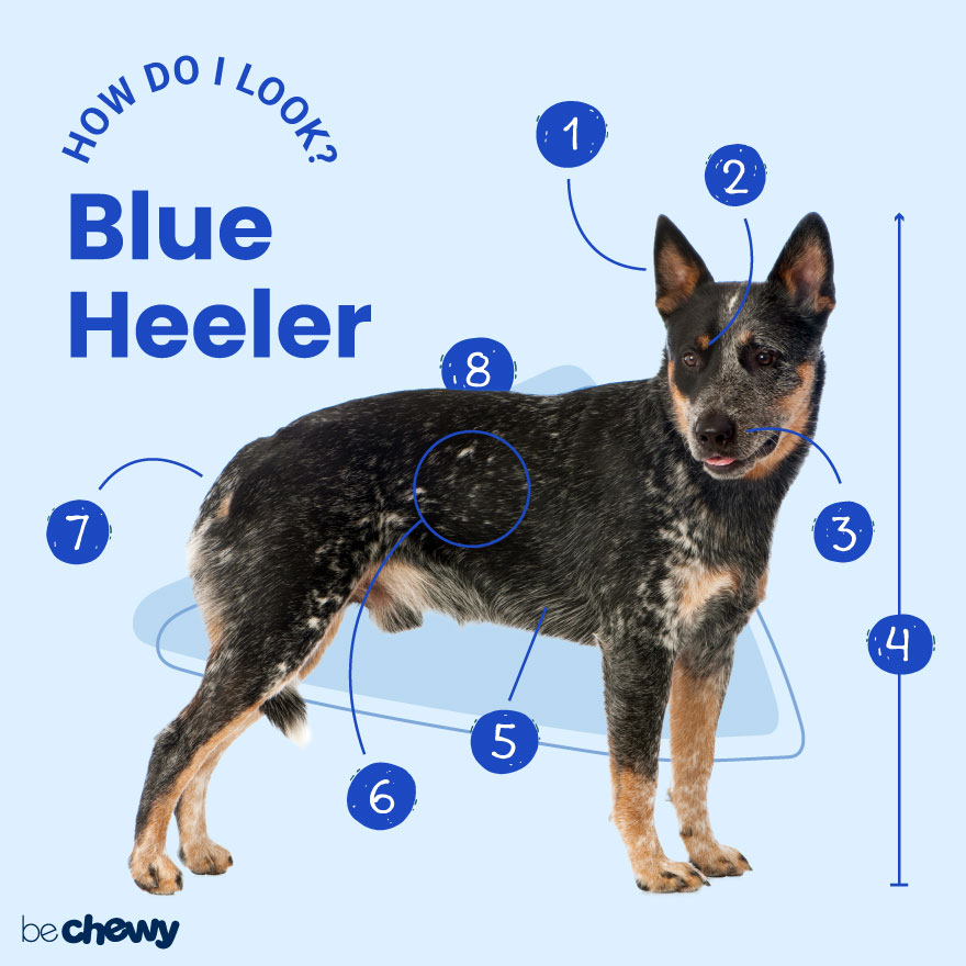 blue heeler cattle dogs