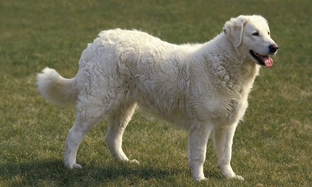 The Kuvasz breed is a large guarding dog. Learn all the information you need to know if this breed's a good match for you. 