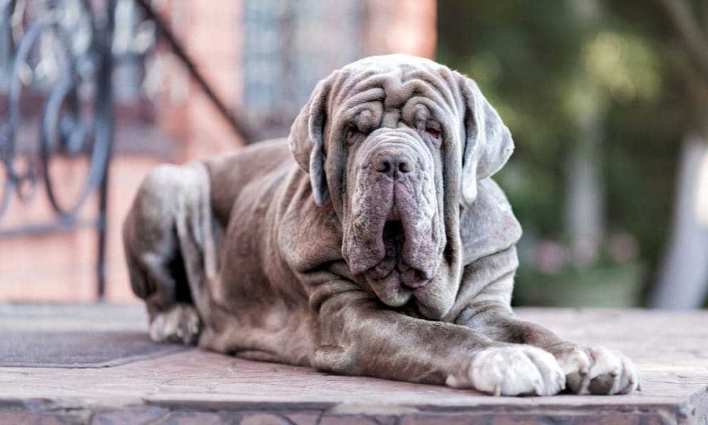 Get all the facts about the Neapolitan Mastiff breed in our guide. 