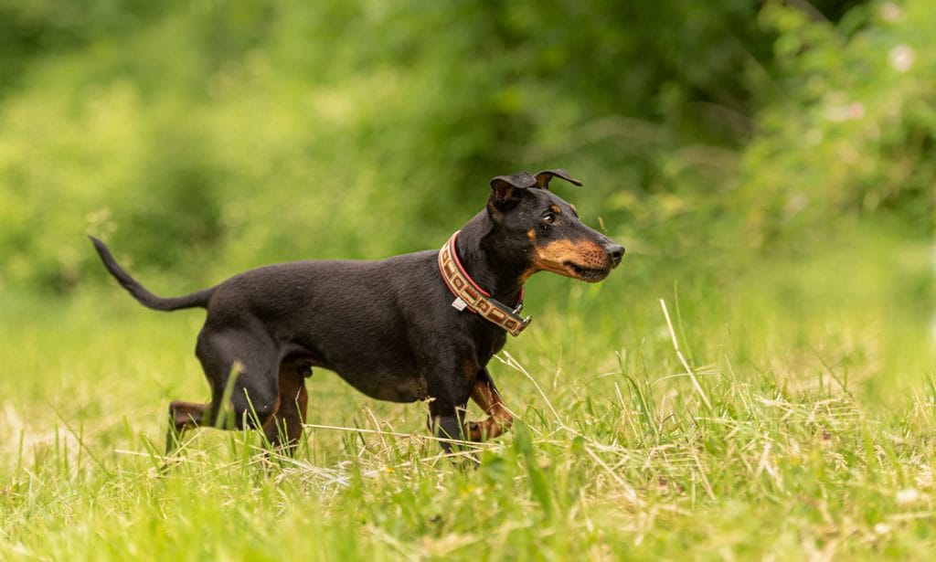 Miniature Pinscher Vs Manchester Terrier Breed Comparison Bechewy