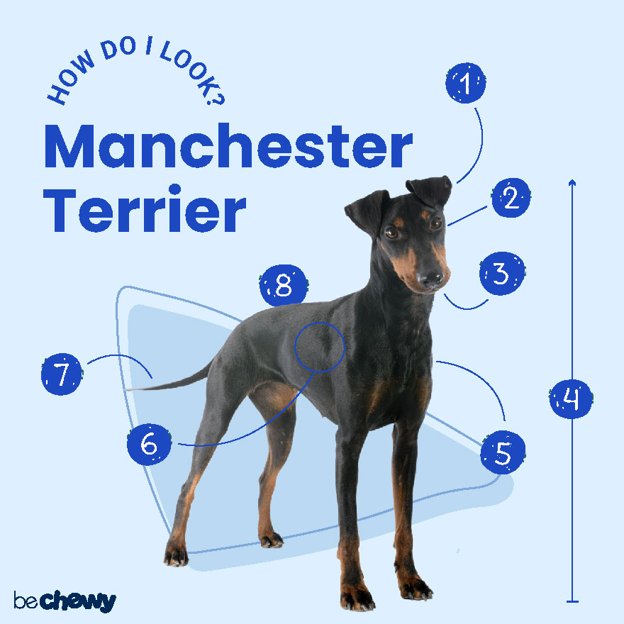 Manchester terrier best sale doberman mix