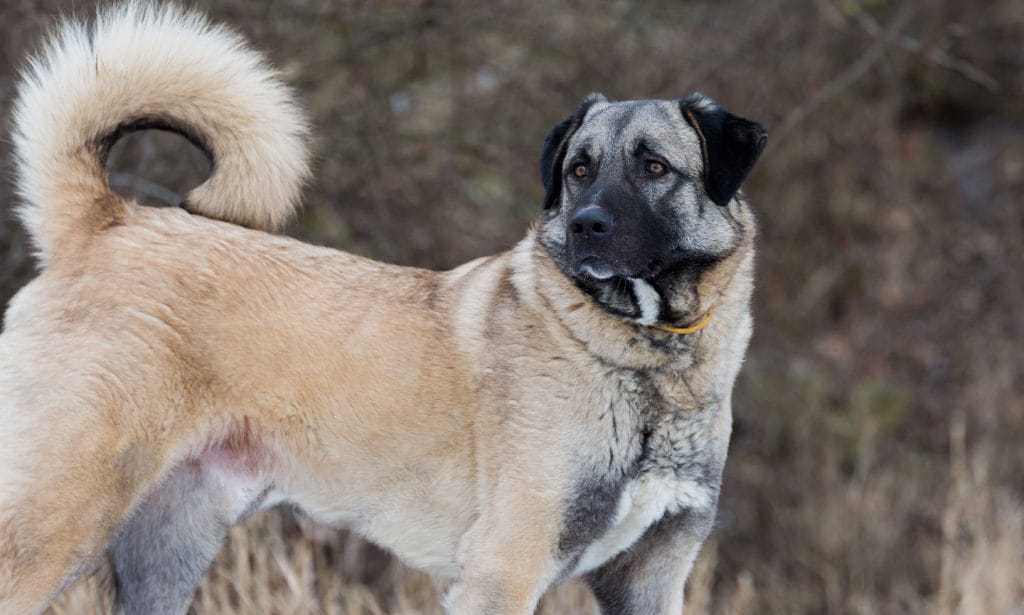 Anatolian Shepherd dog breed