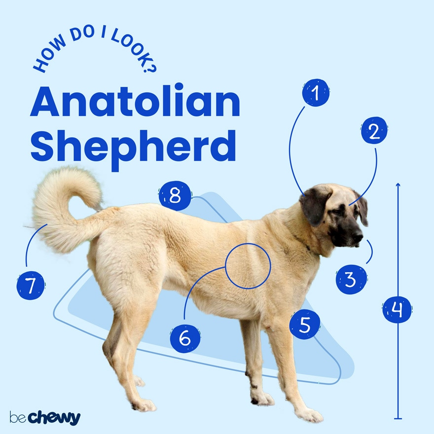 anatolian shepherd is this giant breed a good family pet