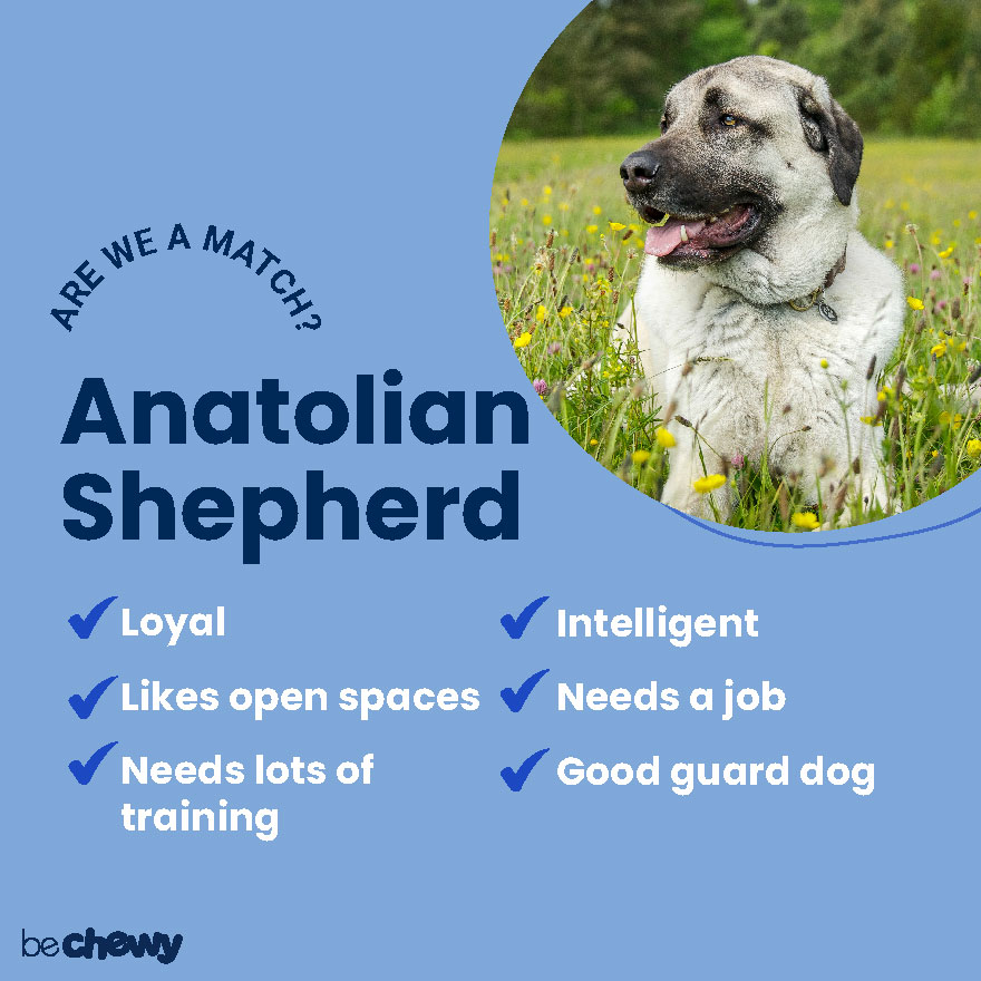 anatolian shepherd is this giant breed a good family pet