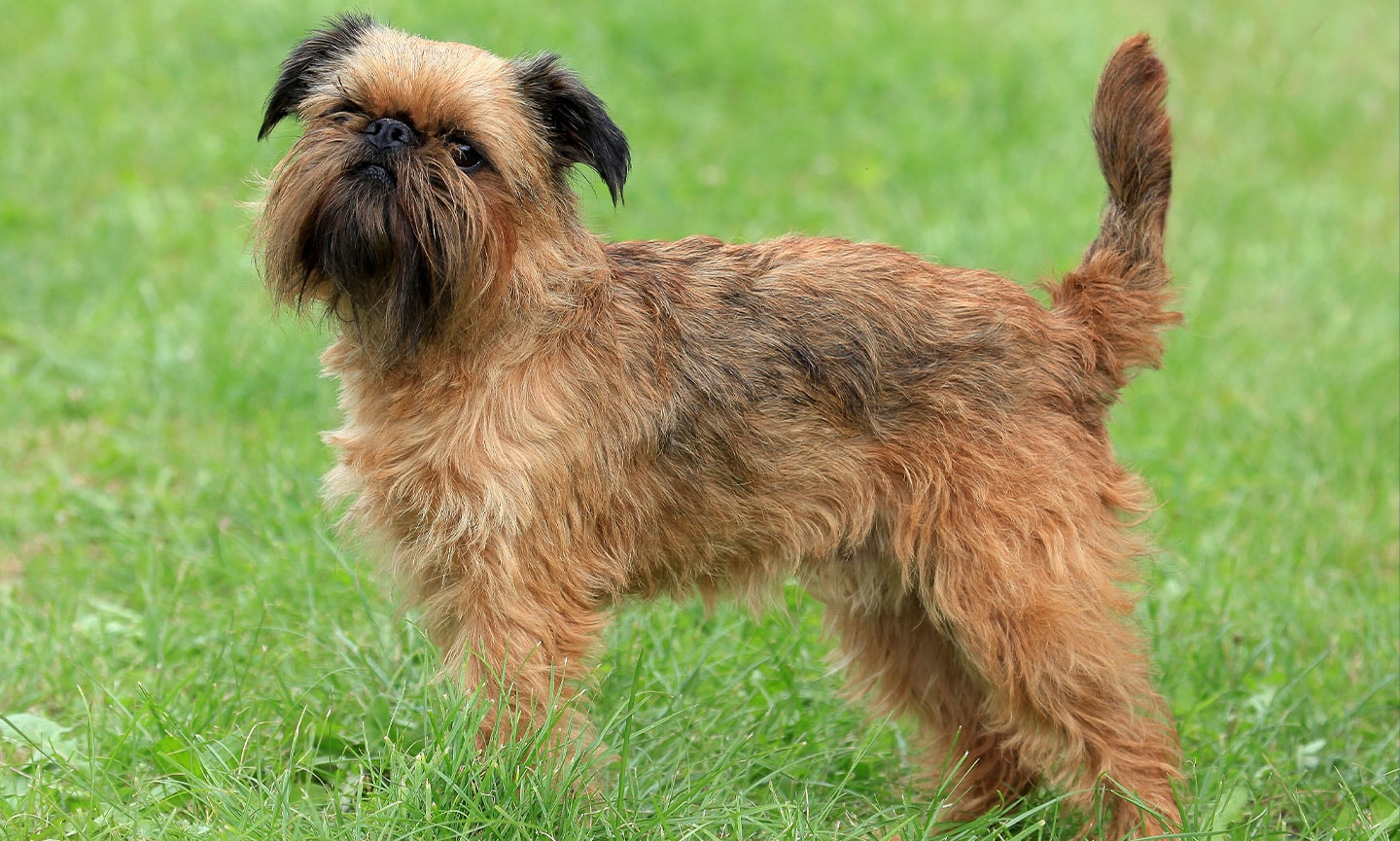 Brussels Griffon Breed: Characteristics, Care & Photos | BeChewy