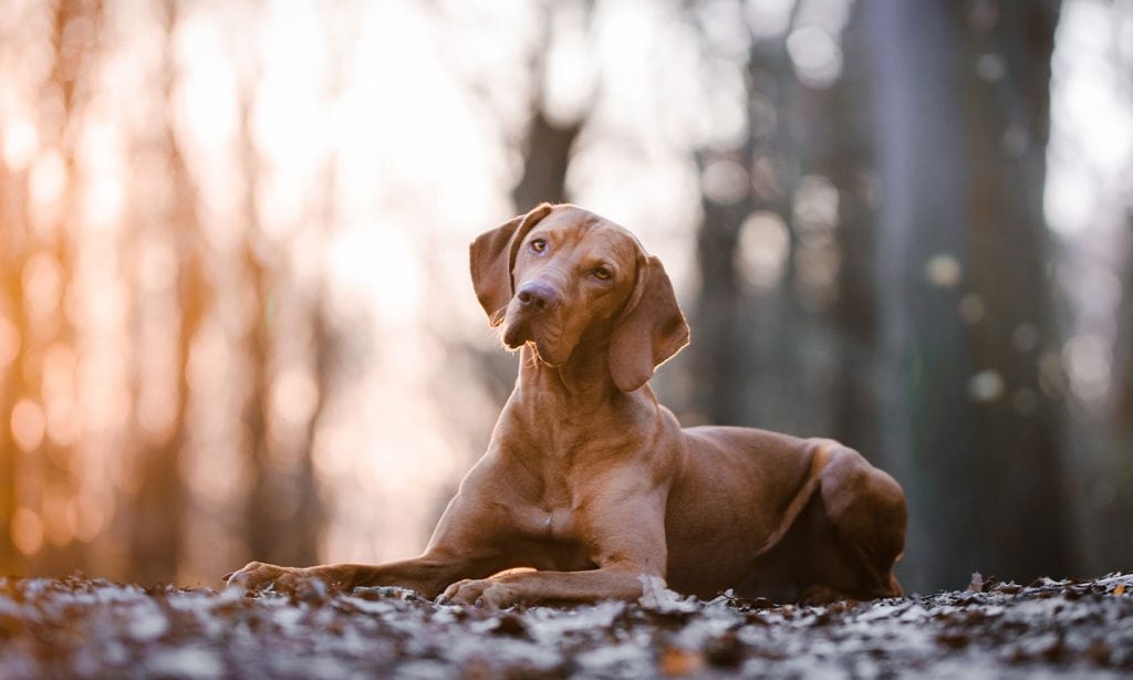 The Vizsla is a speedy, sporty, super friend and quite the looker, too. Learn more about this dog in our complete guide.