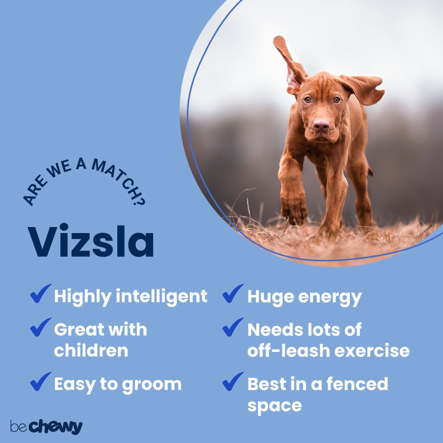 vizsla-are-we-a-match-880x880 Image