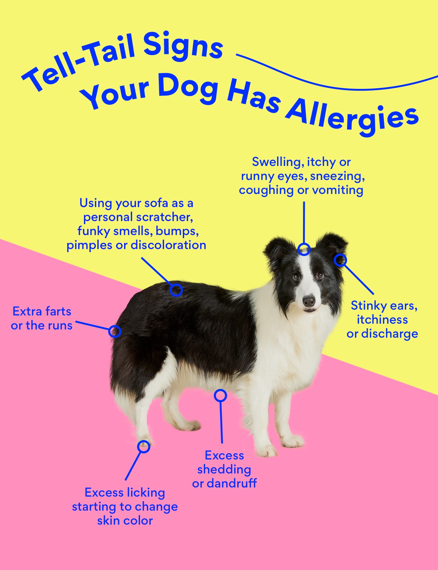 dog allergies symptoms infographic bechewy