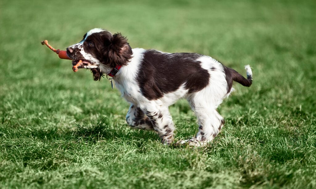 English Springer Spaniel Breed: Characteristics, Care & Photos | BeChewy