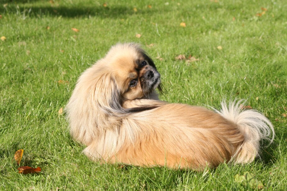 Tibetan sales spaniel size