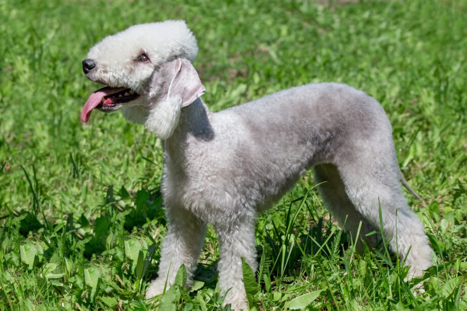 Bedlington deals terrier cost