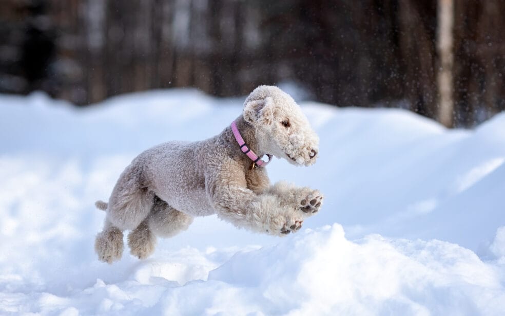 Beagador Dog Breed Characteristics and Care