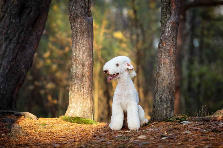 Bedlington terrier soft store toy