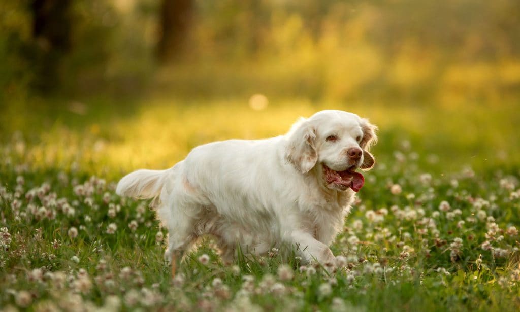 Clumber Spaniel dog breed
