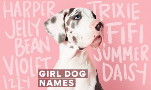 500 Girl Dog Names for Your Pretty New Pup | BeChewy