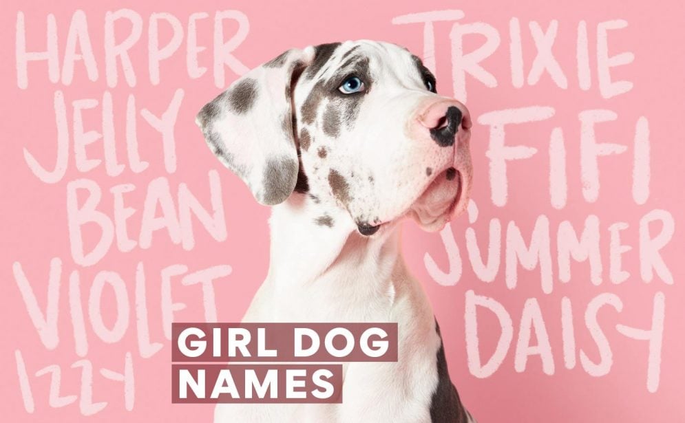 995px x 615px - 500 Girl Dog Names for Your Pretty New Pup | BeChewy