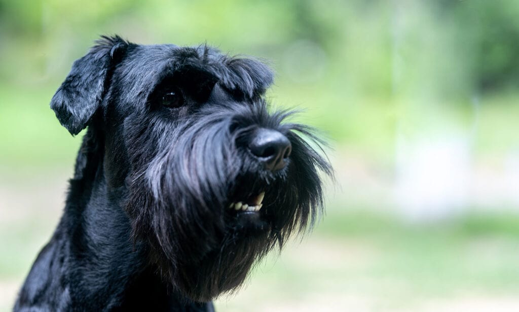 are standard schnauzers smart dogs