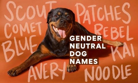 326 Gender Neutral Dog Names Perfect for Every Pup | BeChewy