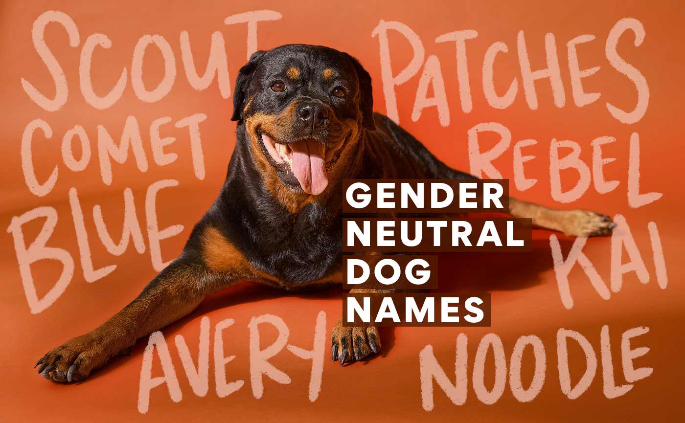 gender neutral dog names