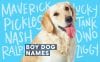 500 Male Dog Names For Your New Furry Friend | BeChewy