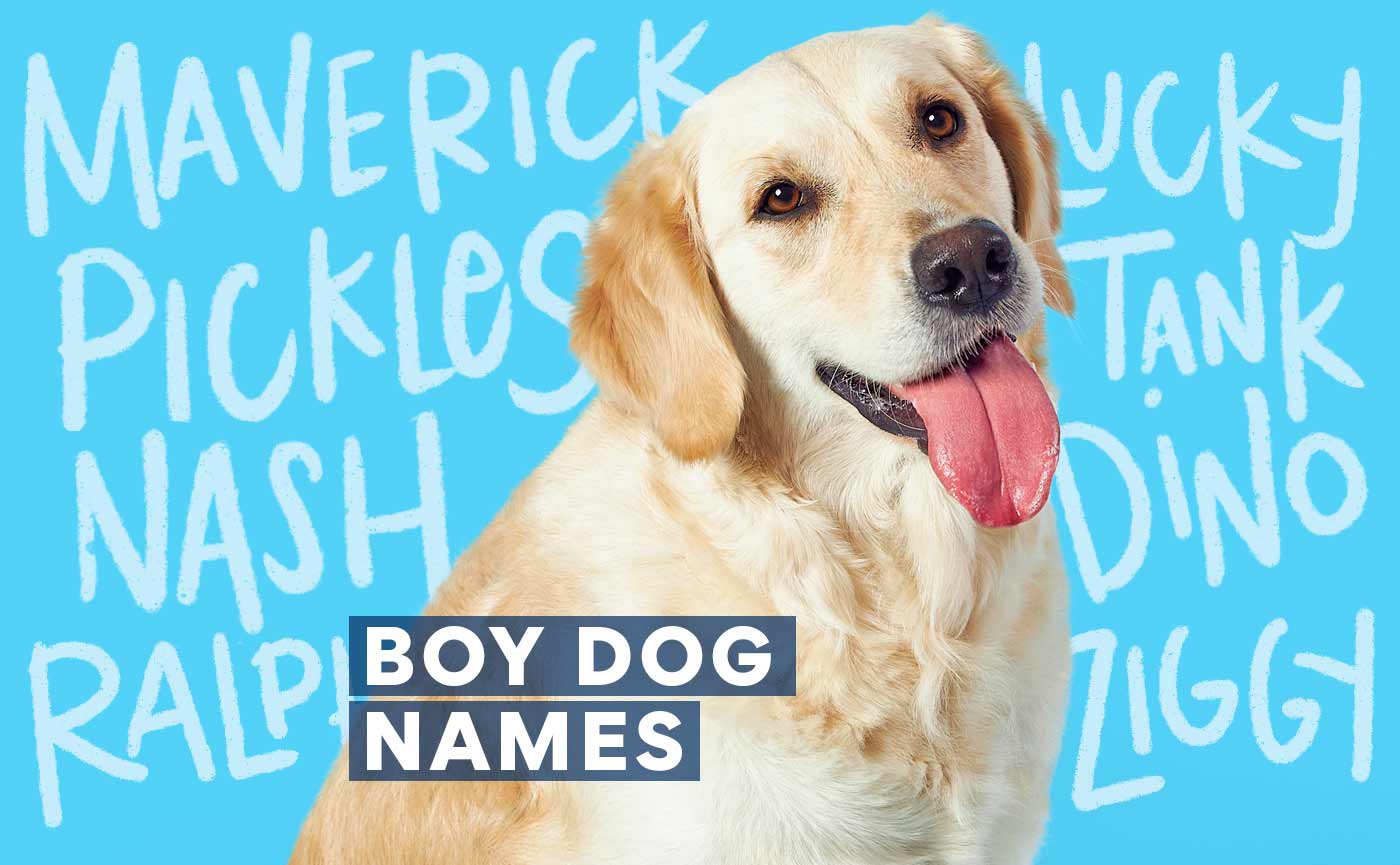 500 Male Dog Names For Your New Furry Friend