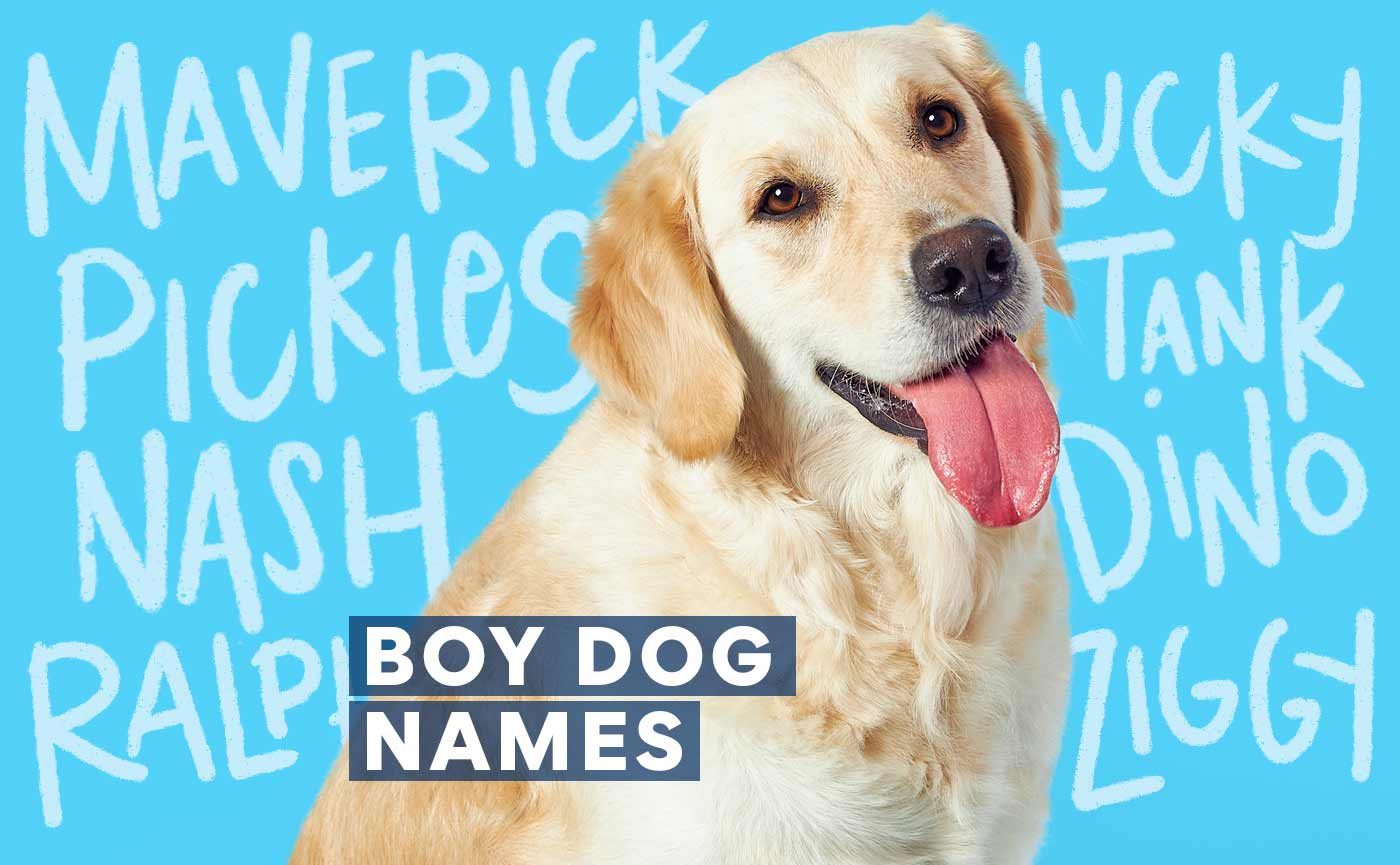 500 Male Dog Names For Your New Furry Friend BeChewy