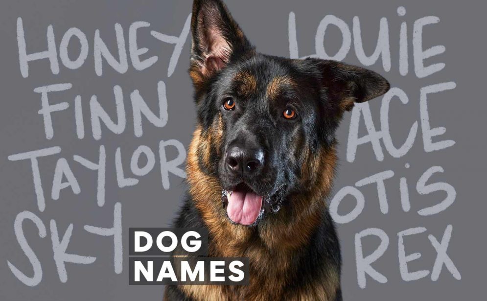 Dog names deals with meaning