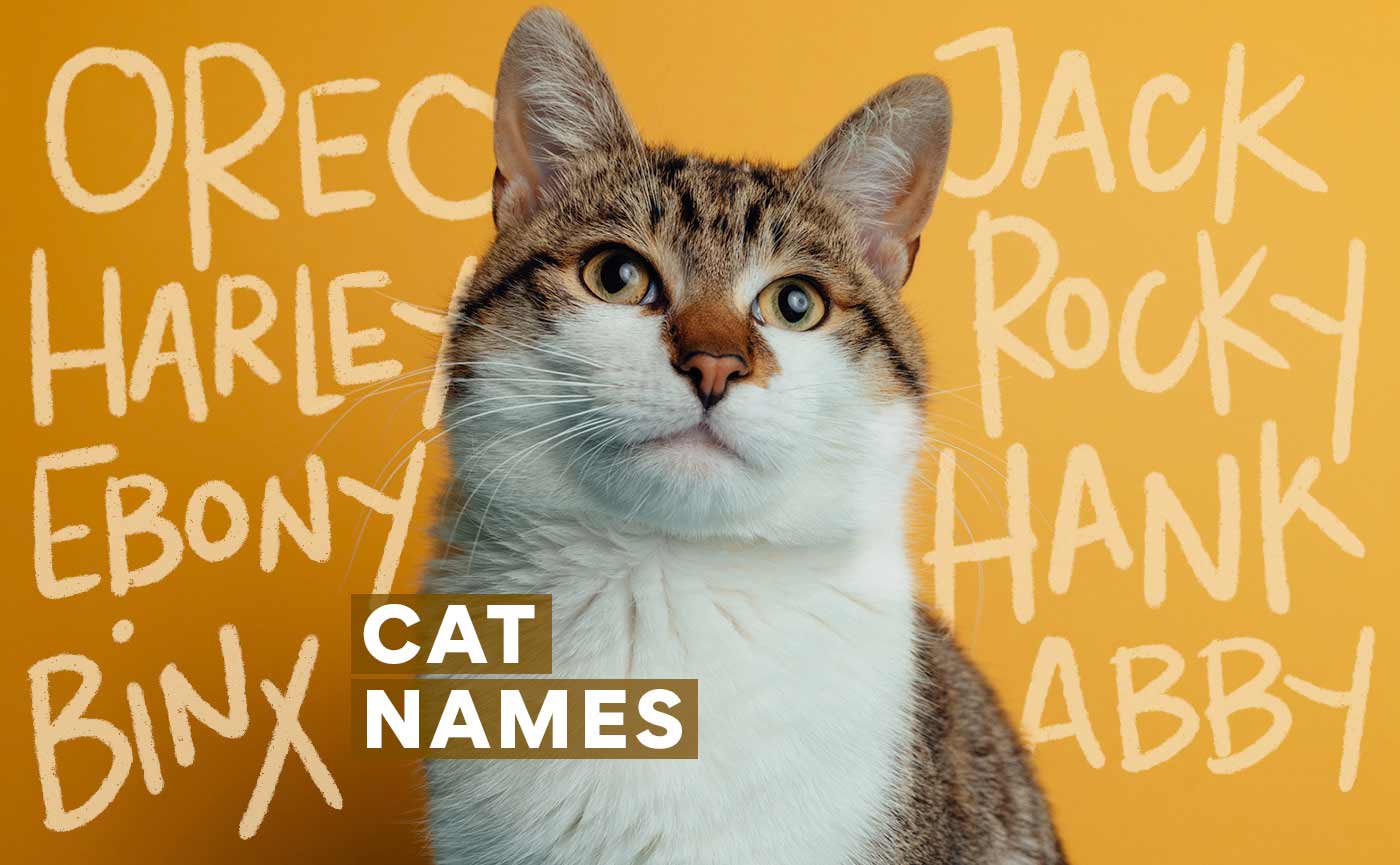 227 Cat Names for Your New Feline Friend | BeChewy