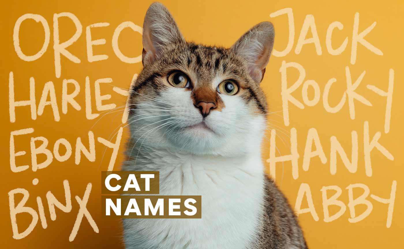 200 Cute, Funny Cat Names for Your New Feline Friend